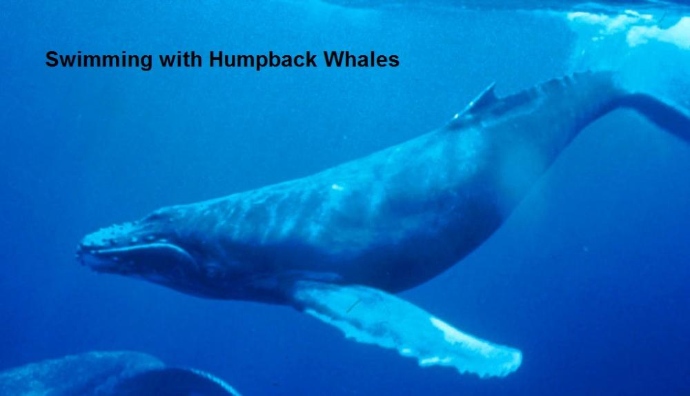 Swimming with Humpback Whales 40-50 feet long.